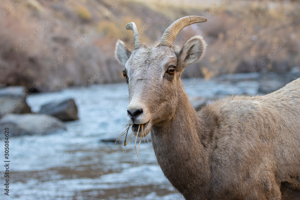 Bighorn Sheep in Waterton Canyon by the South Platte River Bighorn Sheep in Waterton Canyon by the South Platte River