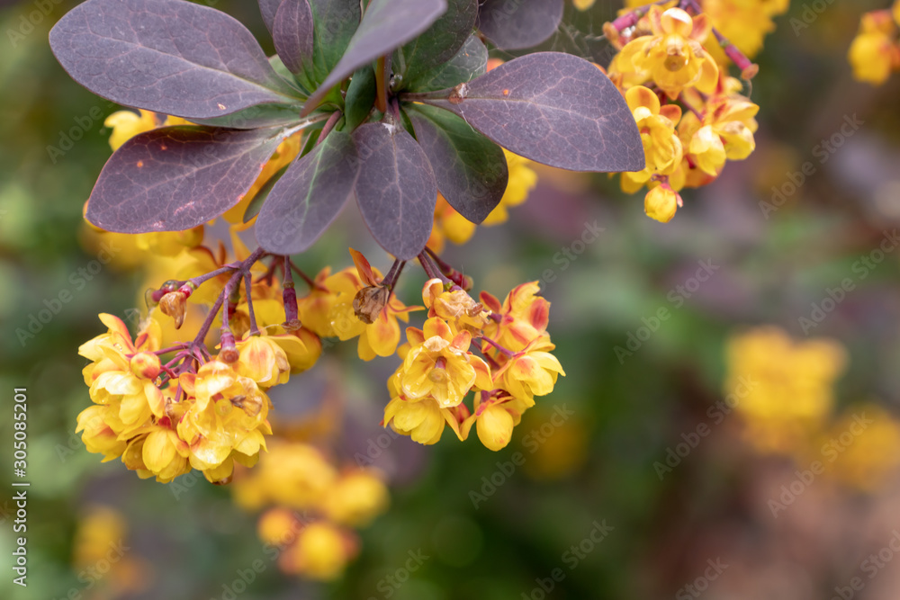 Obraz premium Honey plant flowers Thunberg's barberry or berberis thunbergii in spring, cultivar with red leaves and yellow flowers