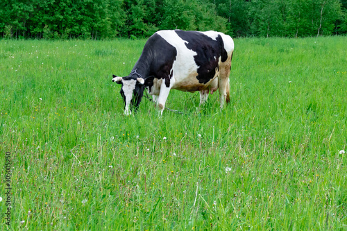 Holstein black and white spotted milk cow standing on a green rural pasture, dairy cattle grazing in the village with copy space © ReaLiia