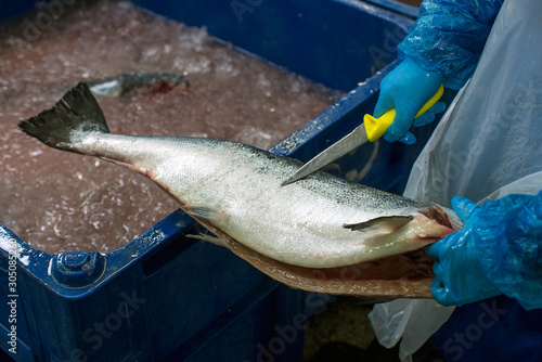 Photography fish factory, trout fish processing