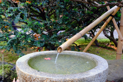Fountain with Singular Maple