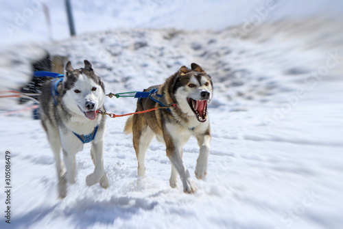 Two dogs at race in winter, Moss pass, Switzerland