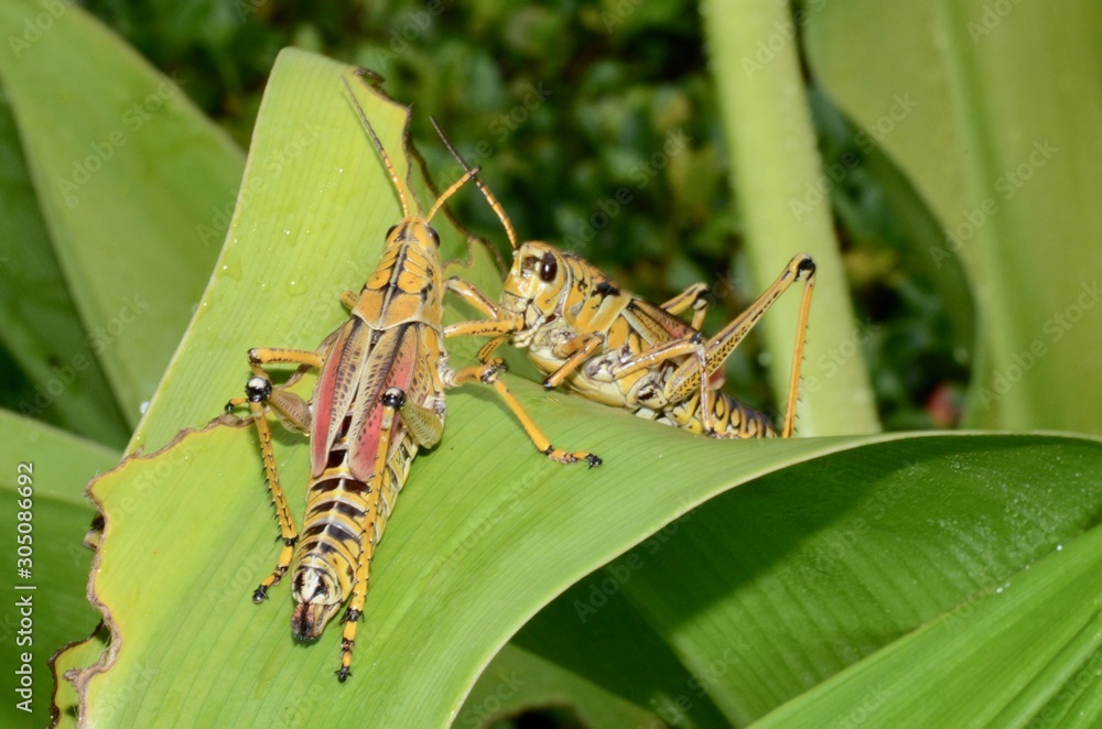 Fototapeta premium saltamontes