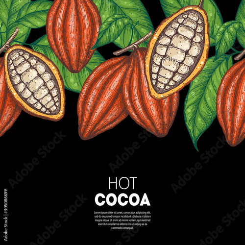 Cocoa beans vector illustration. Cocoa pods sketch. Chocolate beans. Vintage design. Hand drawn illustration.