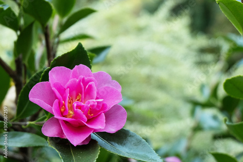 Winter Garden - Camellia photo