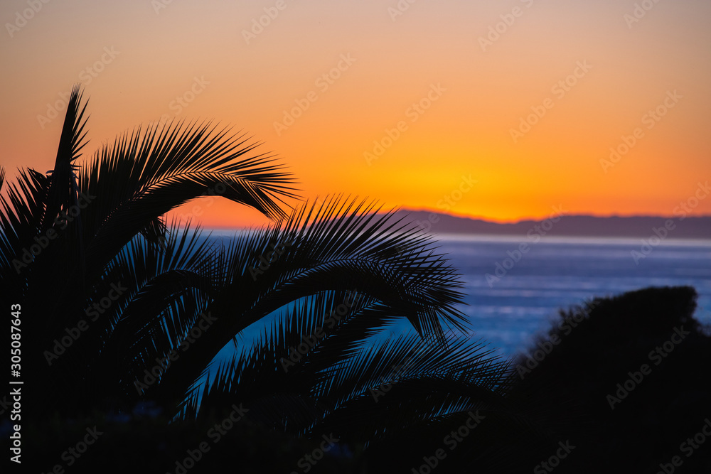 palms branches stretching across a California tangerine sunset