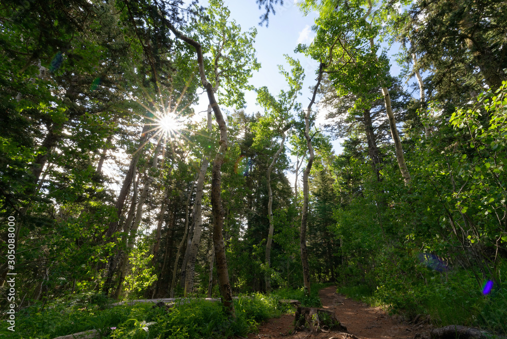 Fototapeta premium Forest in Cibola National Forest at Sandia Crest