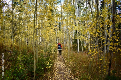 Beautiful fall Aspens in the Eagle's Nest Wilderness.  The Gore Range located in the Colorado Rockies is very rugged and rocky, but you get some intermittent glades of yellow Aspens. © Andrew