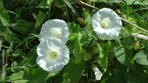 Hedge Bindweed,