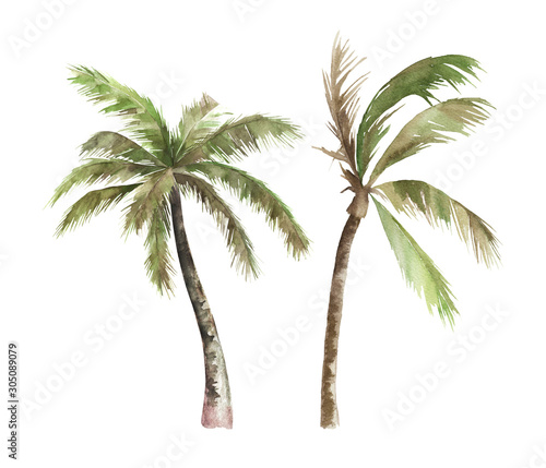 Watercolor isolated palm tree on white background. Hand drawn illustration