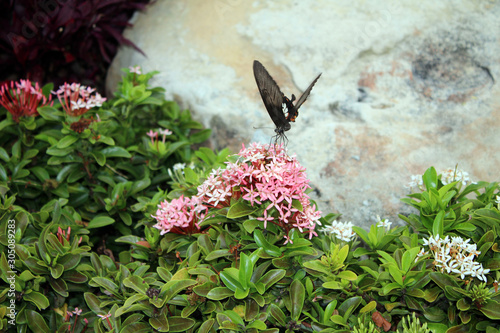 Photography Butterfly Koh Phi Phi Thailand