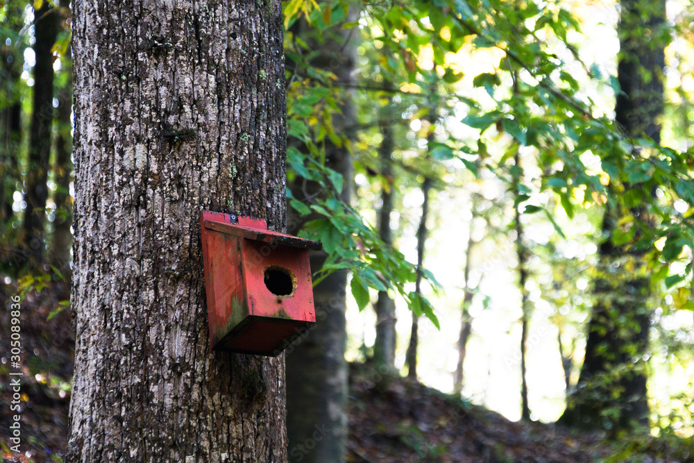 Birdhouse in Mississippi Woods in the Fall