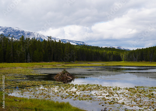 A beaver lodge sits on a small mountain lake in the heart of Grand Tetons National Park.