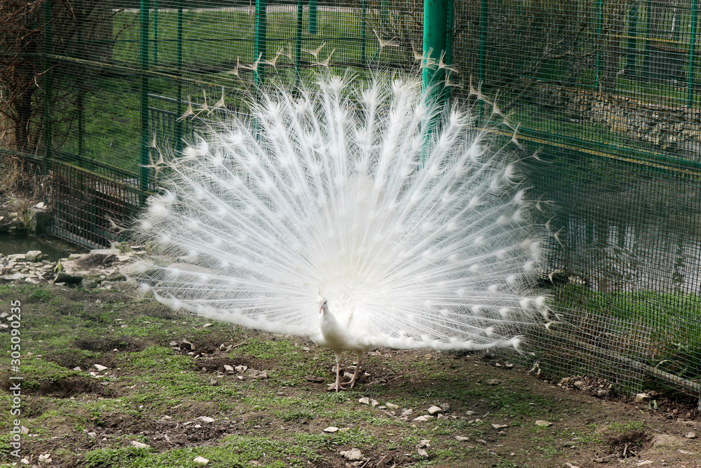 Obraz premium white peacock albino with great beautiful tail feathers