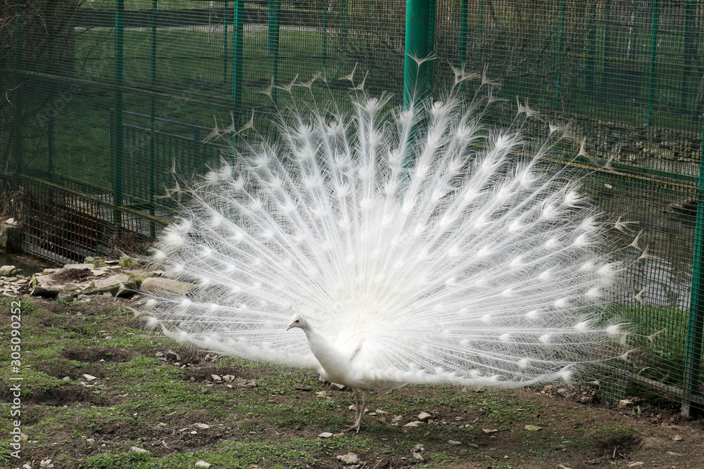 Obraz premium white peacock albino with great beautiful tail feathers