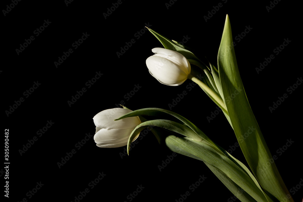 Fototapeta premium Two white tulips in full dark under studio lighting