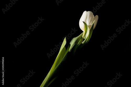 A lone white tulip in total darkness under studio lighting