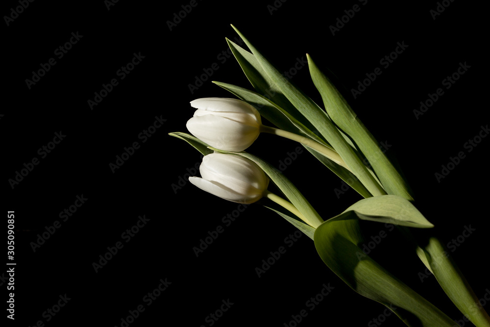 Obraz premium Two white tulips in full dark under studio lighting