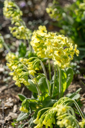 Closeup of oxlip flowers (Primula elatior) photo