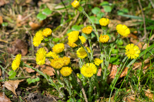 Tableau sur toile Closeup of coltsfoot plants (Tussilago farfara)