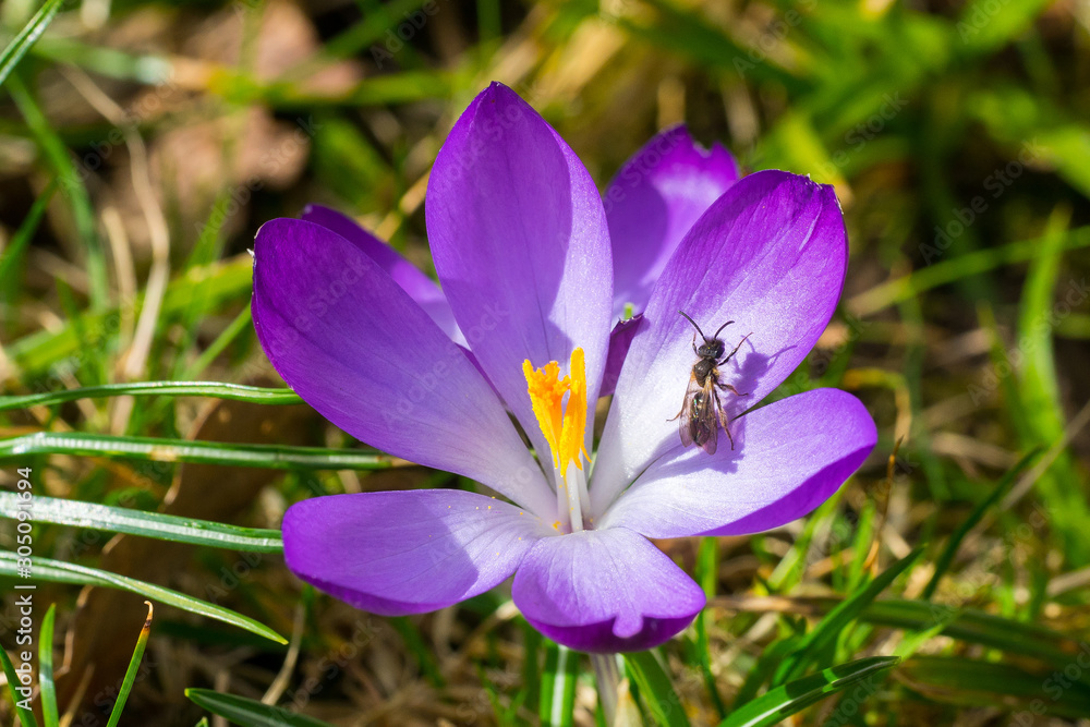 Closeup of wild bee (maybe Lasioglossum / sweat bee?) on violet snow crocus flower (Crocus chrysanthus) Closeup of wild bee (maybe Lasioglossum / sweat bee?) on violet snow crocus flower (Crocus chrysanthus)