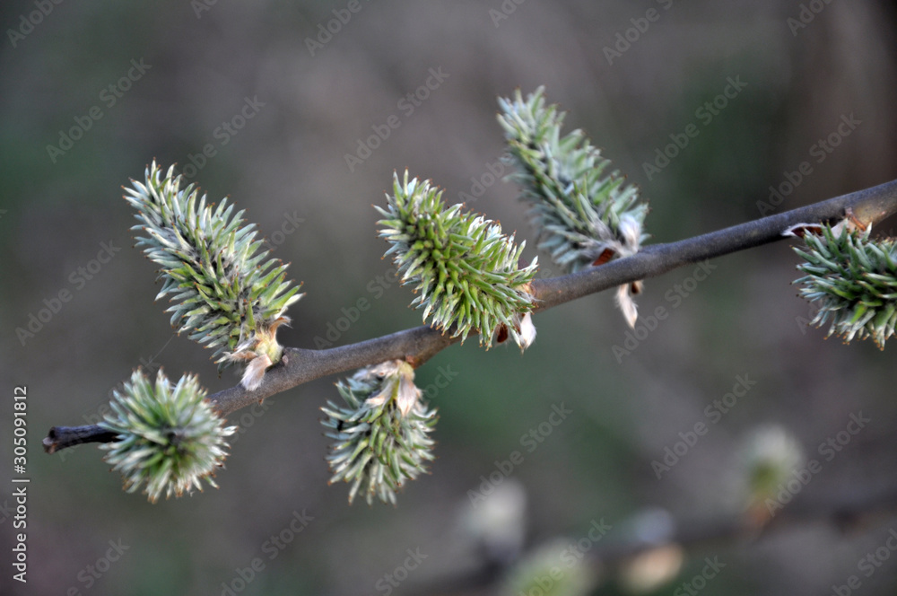 Early spring flowering willow (Salix caprea) Early spring flowering willow (Salix caprea)