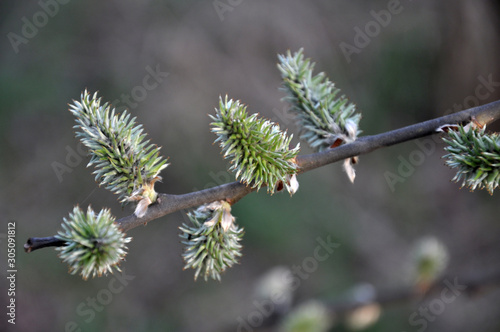 Early spring flowering willow (Salix caprea)