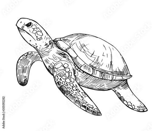Water turtle sketch. Hand drawn illustration converted to vector. Isolated on white background