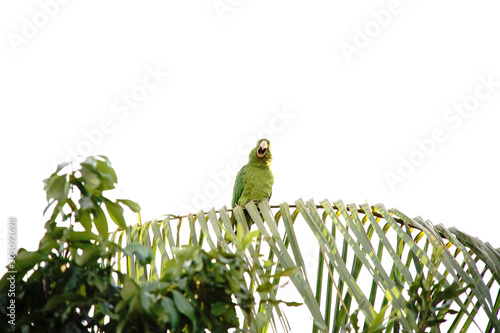 Pionus maximiliani bird on a branch photo