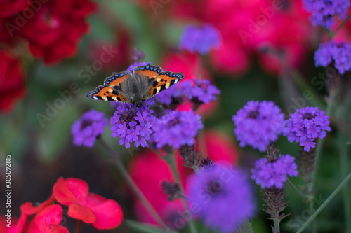 butterfly on purple flowers