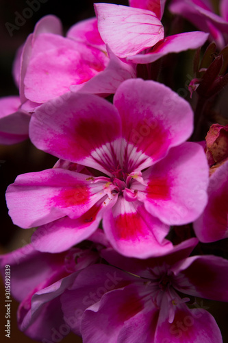 A close up of spring flowers 
