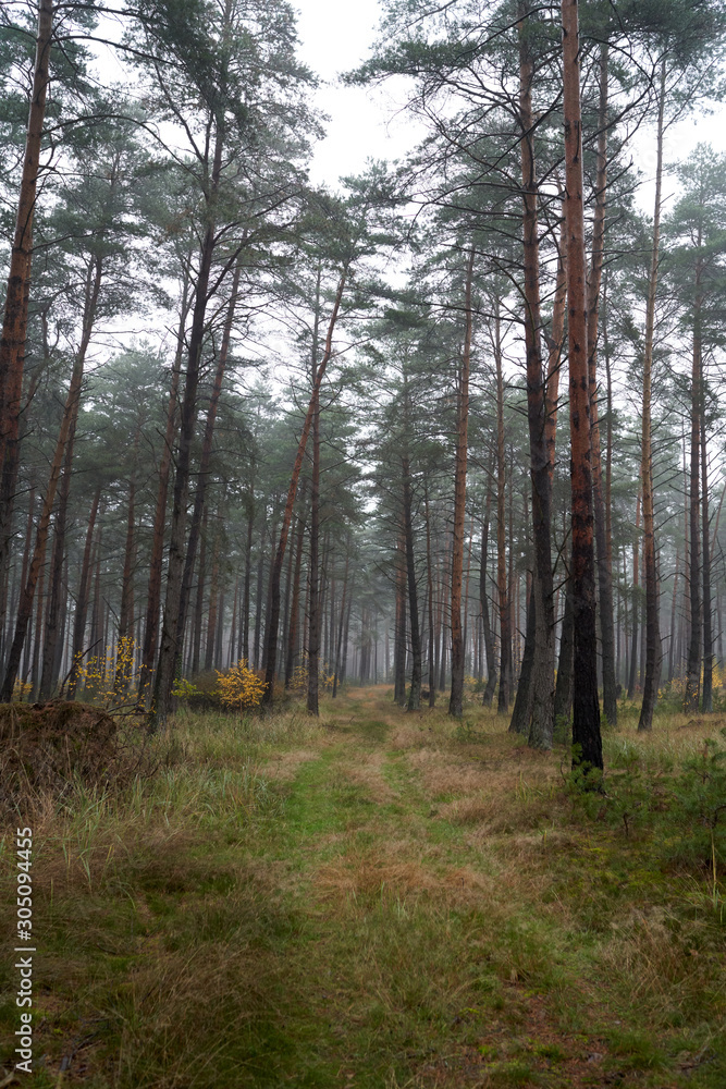 Obraz premium Rain and fog in the forest