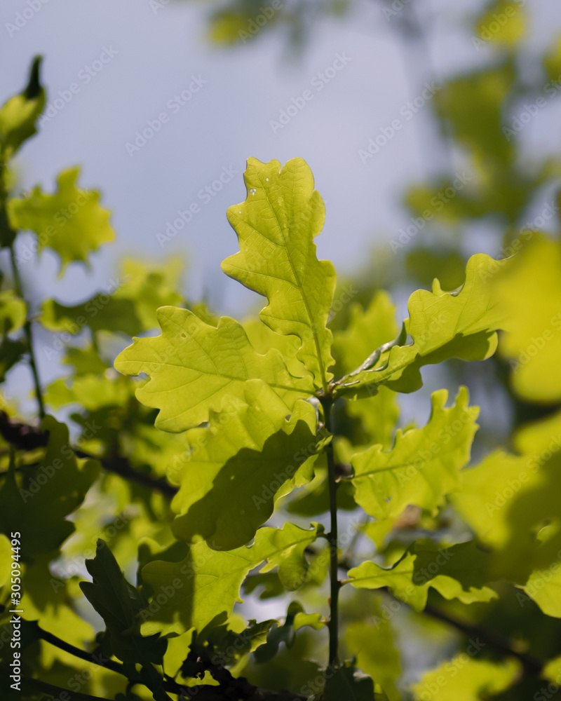 Grüne Eichen-Blätter im Baum