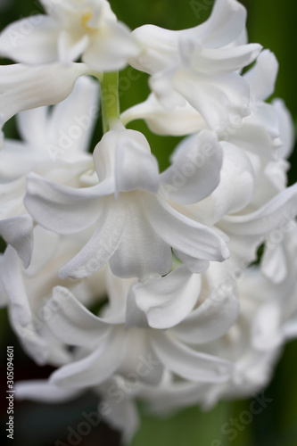 Hyacinth flowers in the summer