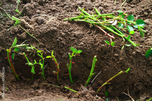 The branches of the rose plant are stuck into the soil to form roots. Cuttings of roses.