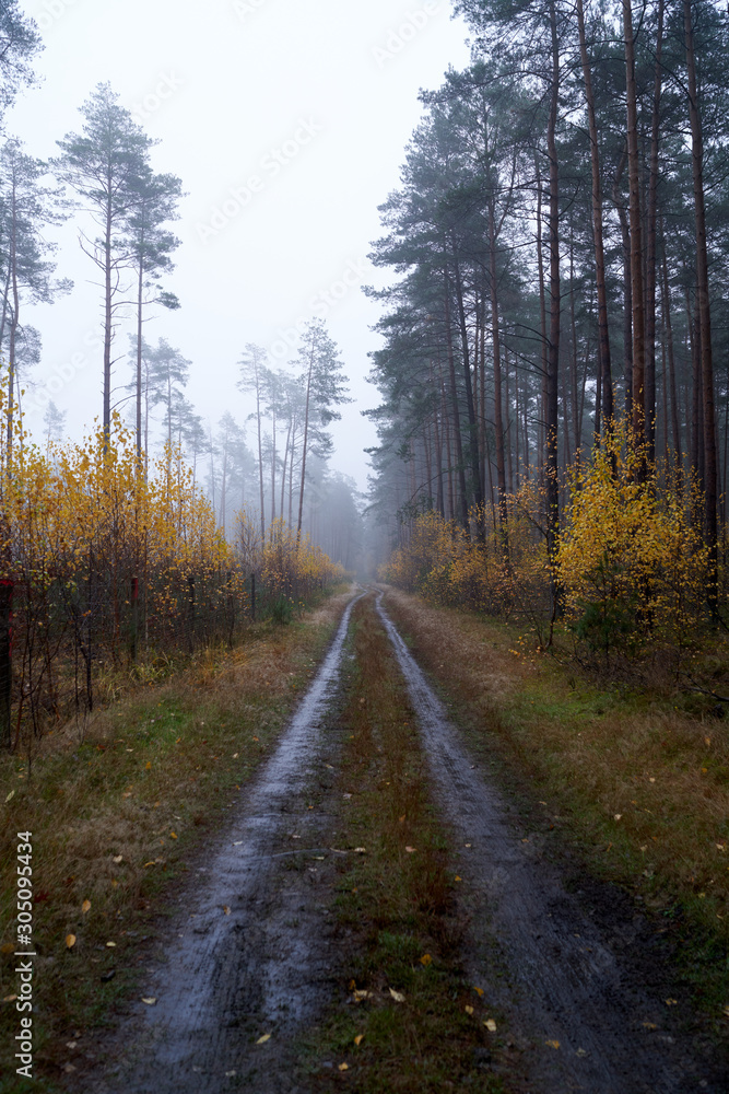 Fototapeta premium Rain and fog in the forest