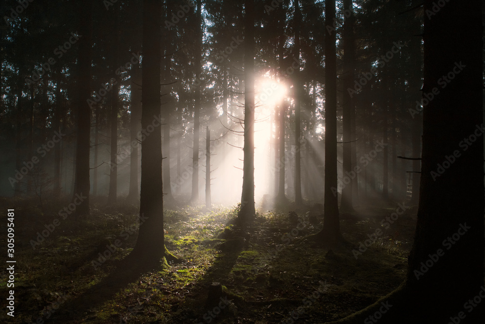 Naklejka premium Polana leśna