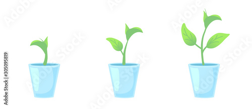 Set three potted plants. Gardening home design elements. Phases plant growing. Growth Infographic and evolution concept. Vector illustration front view on isolated white background.
