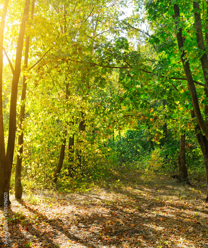 Autumn scenery in a forest, with the sun casting beautiful rays of light through the trees .