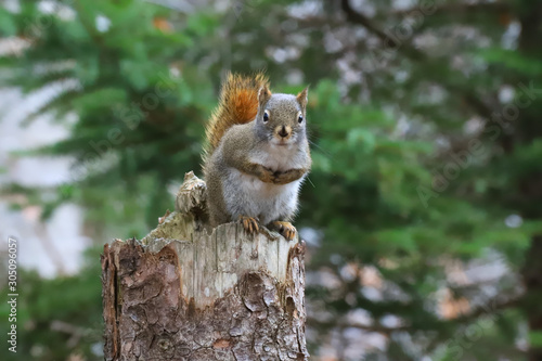 squirrel  in the woods © Pam