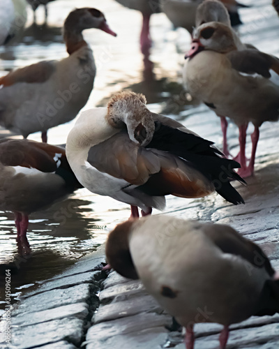 Nilsgänse am Wasser photo