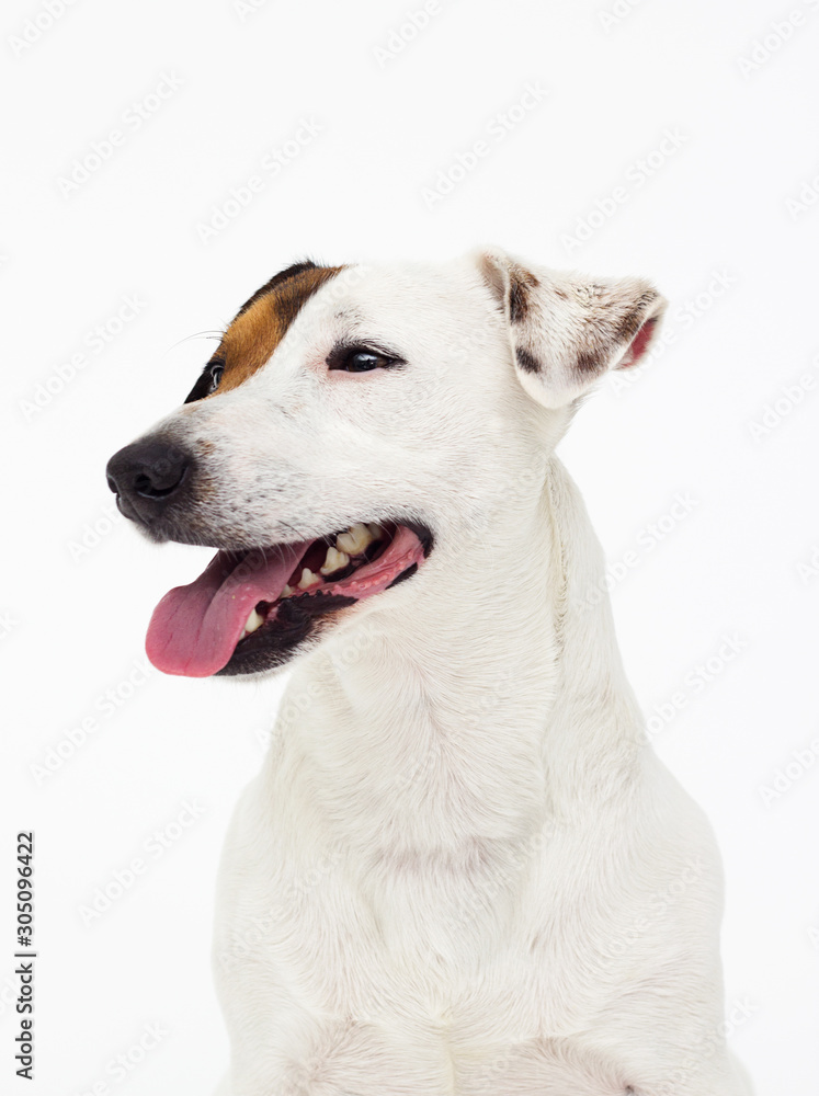 portrait dog jack russell terrier on a white background