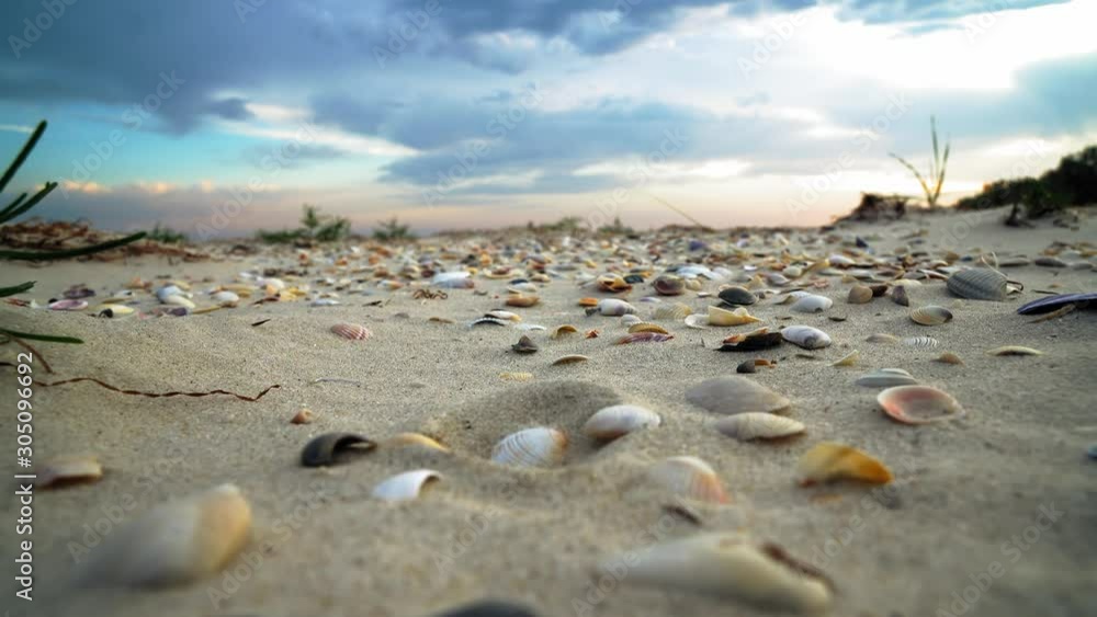 shells in the sand close up, Seashell on the sand beach at sunset, Close up lots of different mixed colorful seashells as background shells in the sand close up, Seashell on the sand beach at sunset, Close up lots of different mixed colorful seashells as background