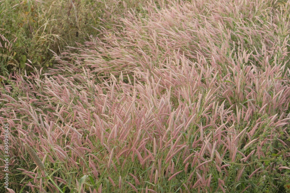 GRASS GRASS