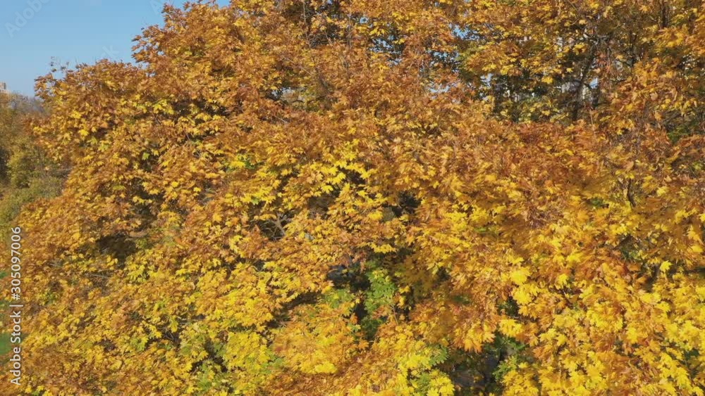 Autumn yellow tree foliage in the park Autumn yellow tree foliage in the park