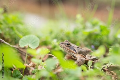 Canvas Print Eruopean grass frog (Rana temporaria)