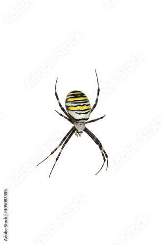Wasp spider (Argiope bruennichi) isolated on white background.