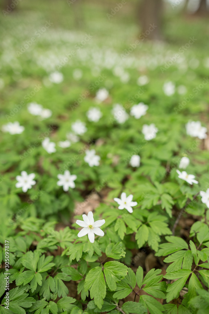 Flowering thimbleweeds in a forest Flowering thimbleweeds in a forest