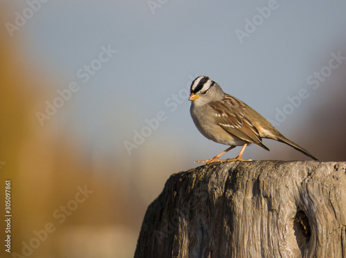 sparrow on a branch © AlphonseLeong.Photos