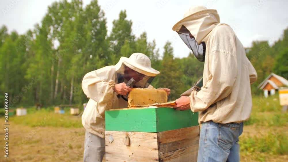 a farmer harvests pulls out a honeycomb from the beehive with the Smoking smoke the bees. a farmer harvests pulls out a honeycomb from the beehive with the Smoking smoke the bees.